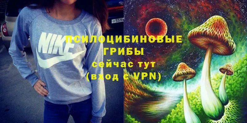 Галлюциногенные грибы Psilocybine cubensis  Гусь-Хрустальный 