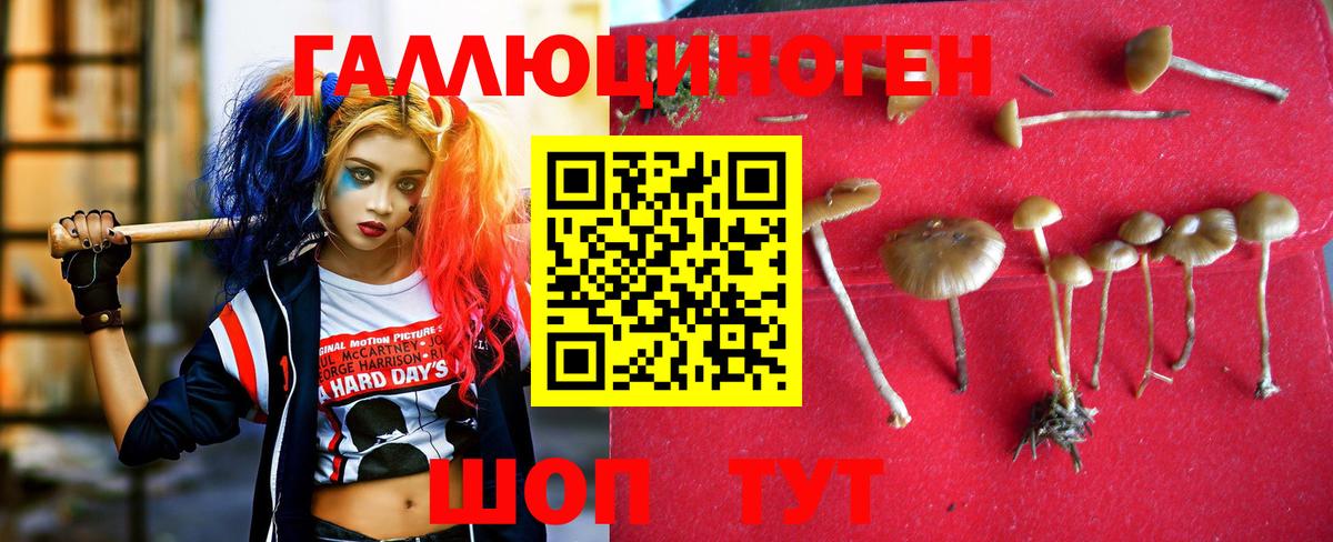 Галлюциногенные грибы Psilocybe Гусь-Хрустальный